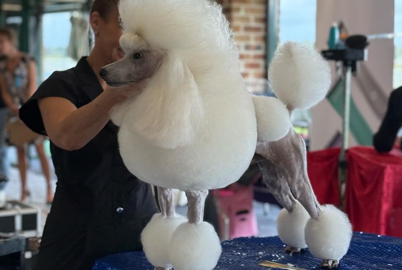 Poodle
