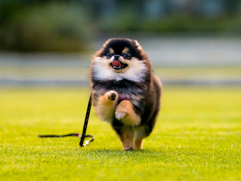 Pomeranian