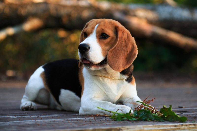 Beagle