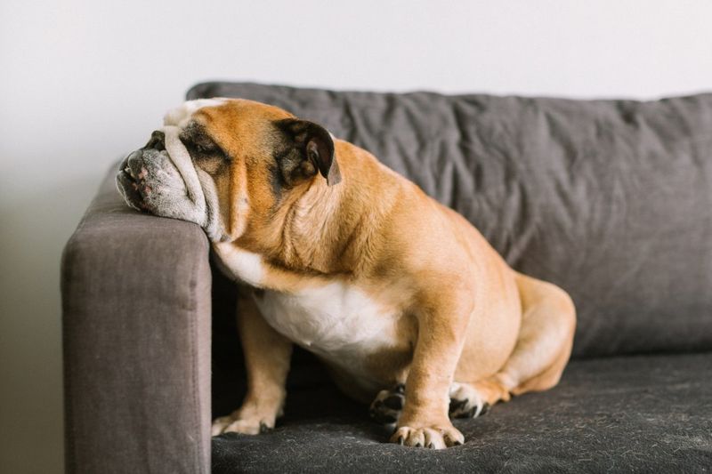 English Bulldog