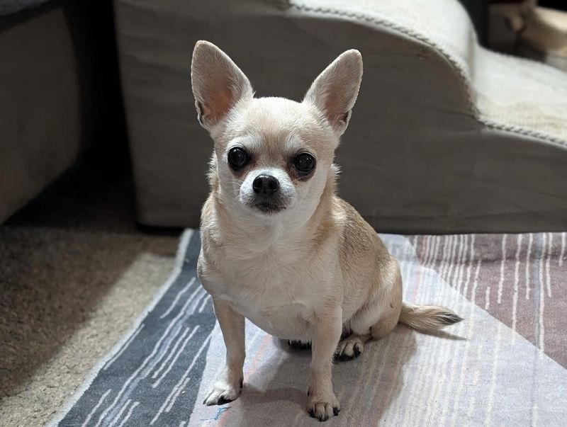 Chihuahua