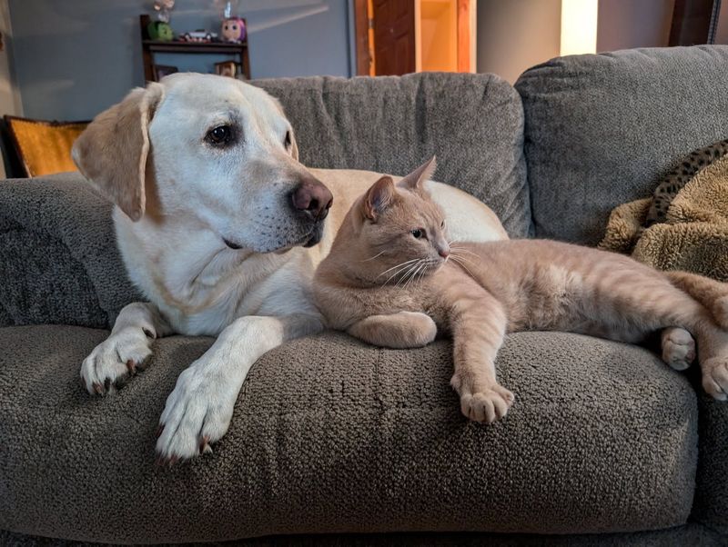 Labrador Retriever
