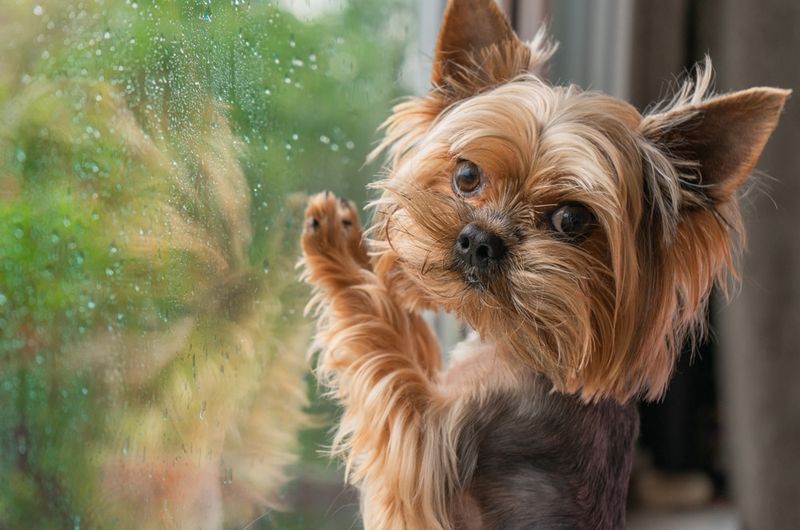 Yorkshire Terrier