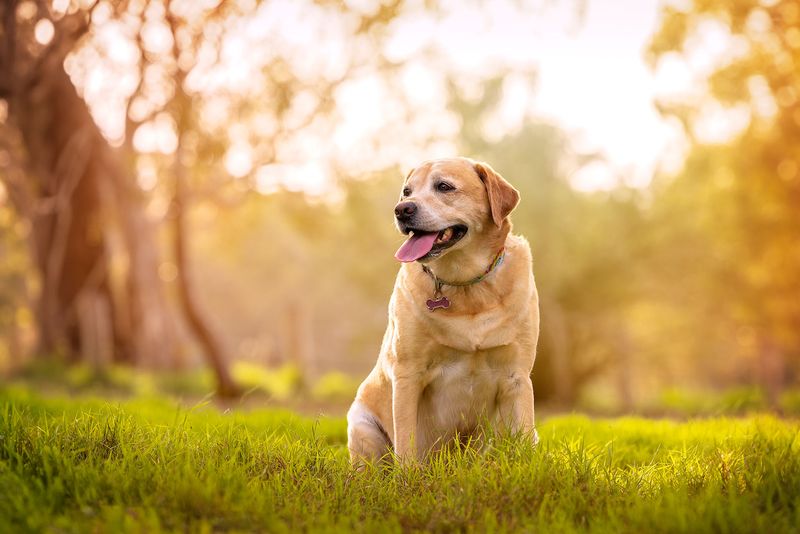 Labrador Retriever