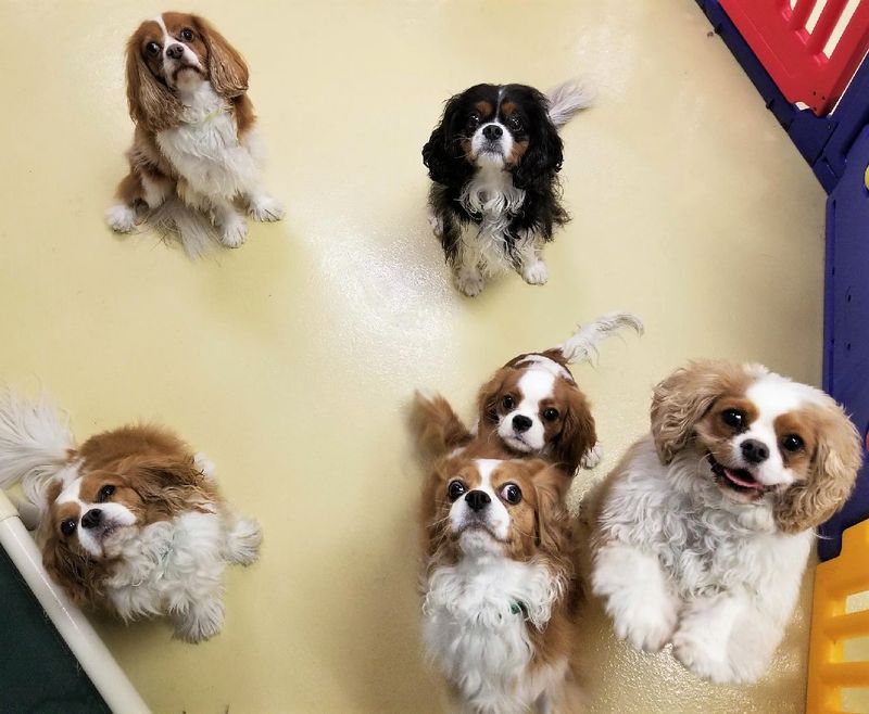 Cavalier King Charles Spaniel