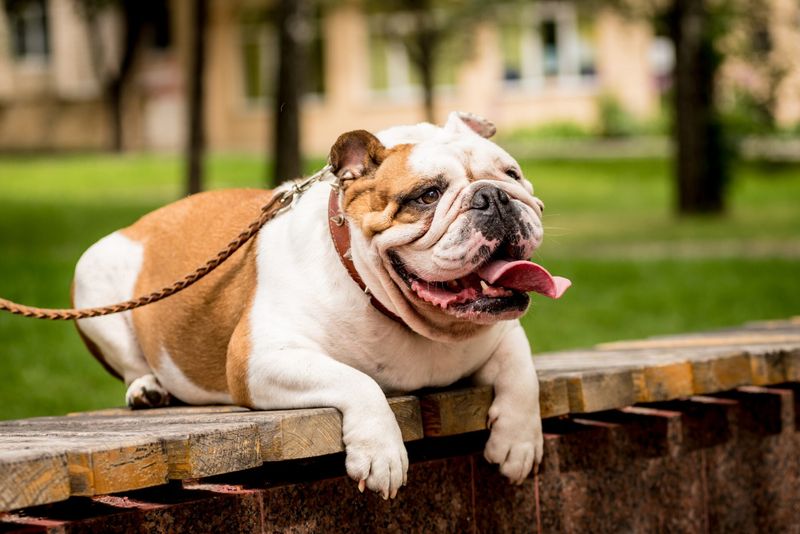 Bulldog
