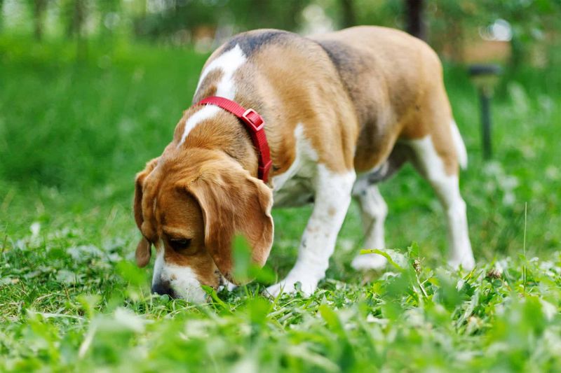 Beagle