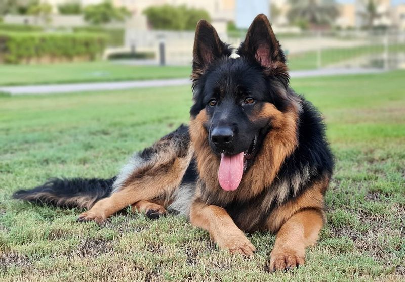 German Shepherd