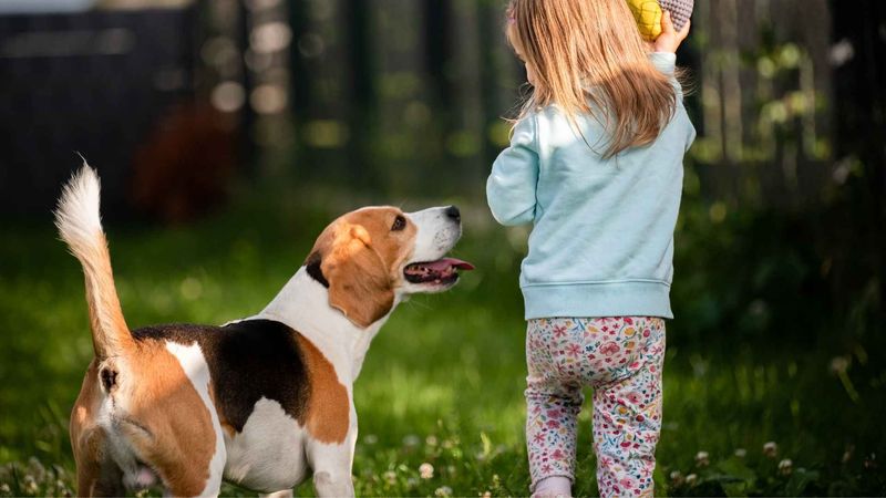 Beagle: Curious Adventurers