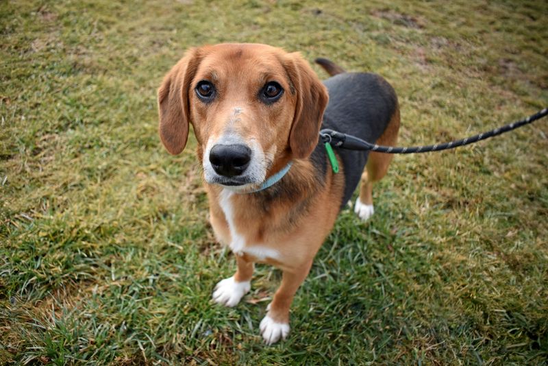 Beagle