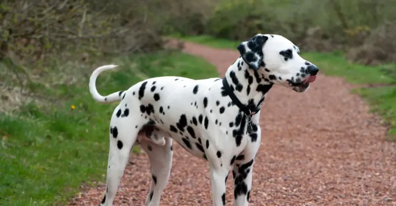 Dalmatian