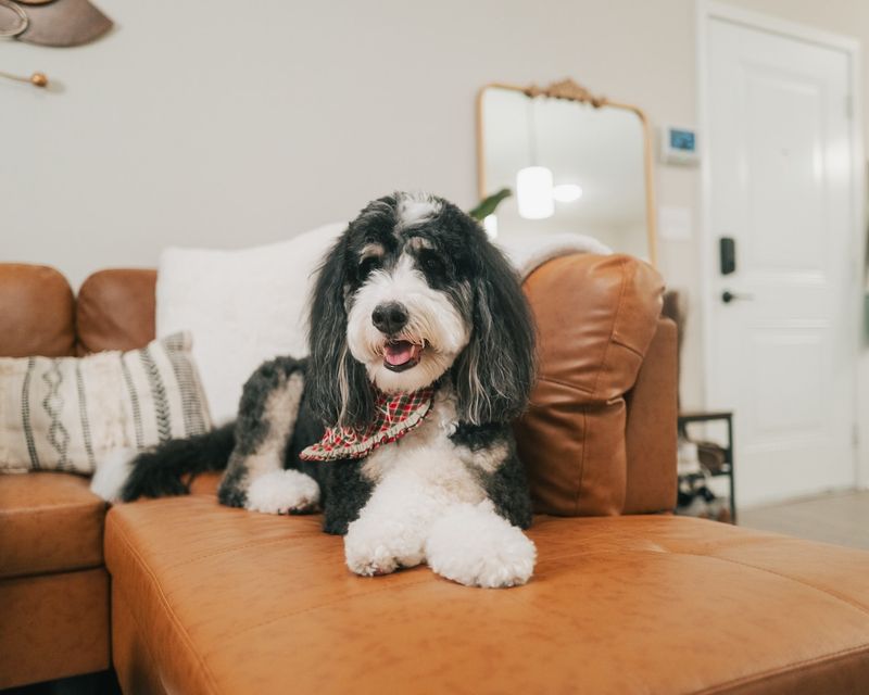 Bernedoodle