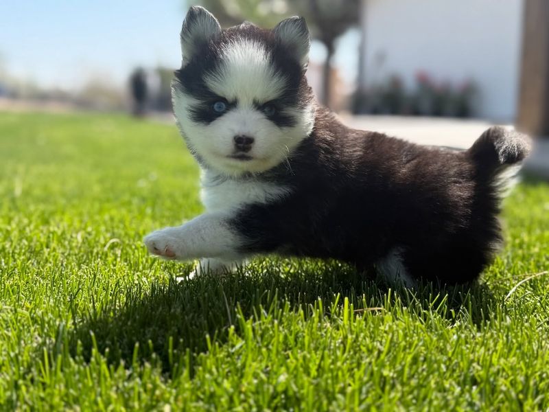 Pomsky