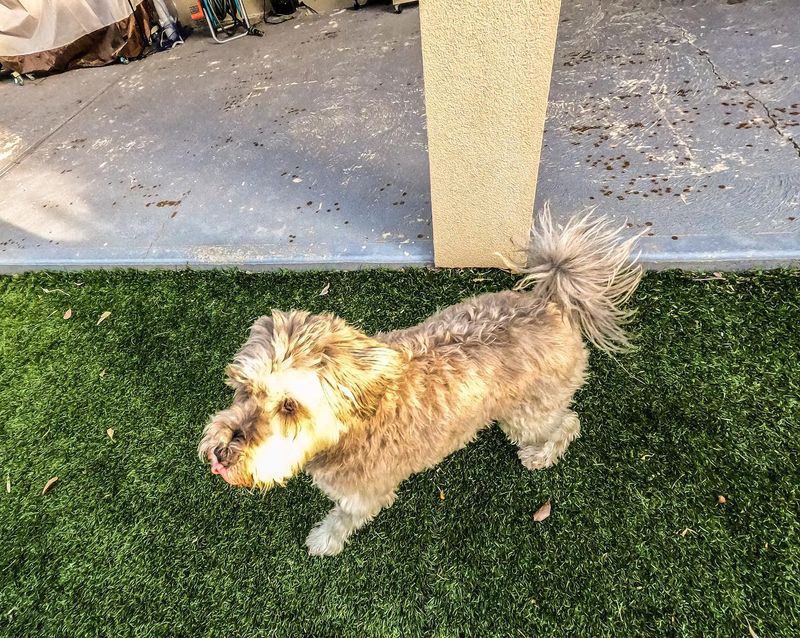 Schnoodle