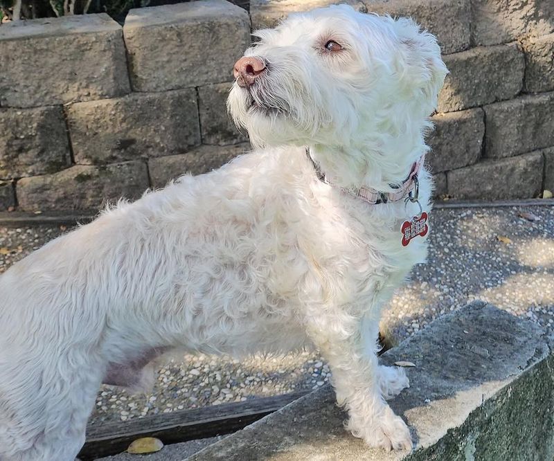 Schnoodle