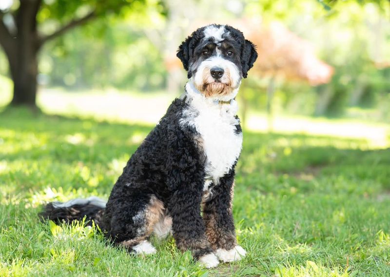 Bernedoodle