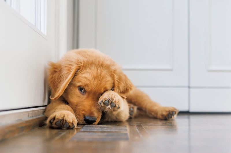 The Shy Golden Retriever
