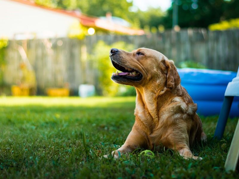 Happy Barking