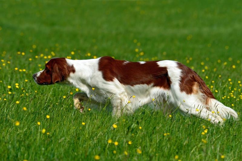 Irish Red and White Setter