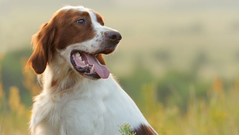 Irish Red and White Setter