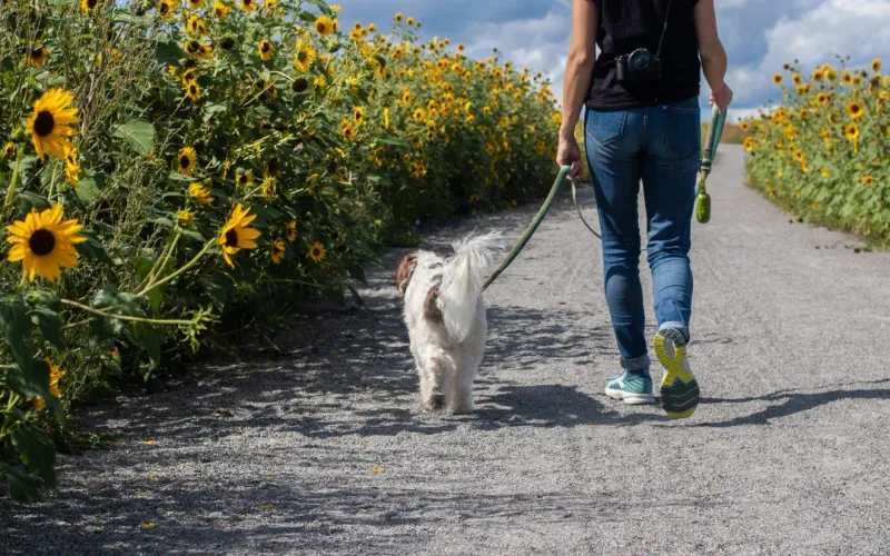 Engage a Pet Sitter or Dog Walker