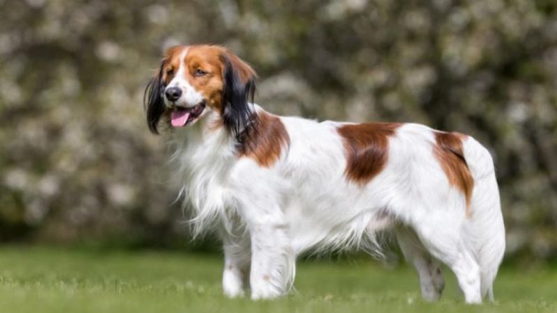 Kooikerhondje