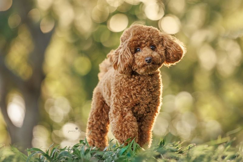 Poodle