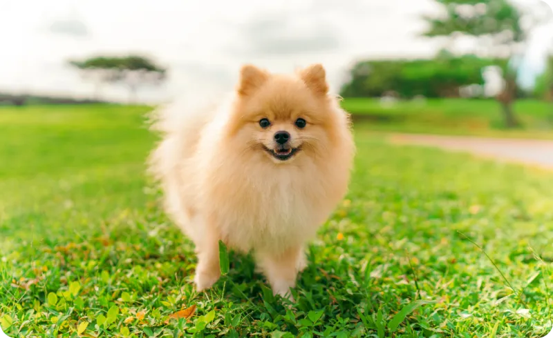Pomeranian