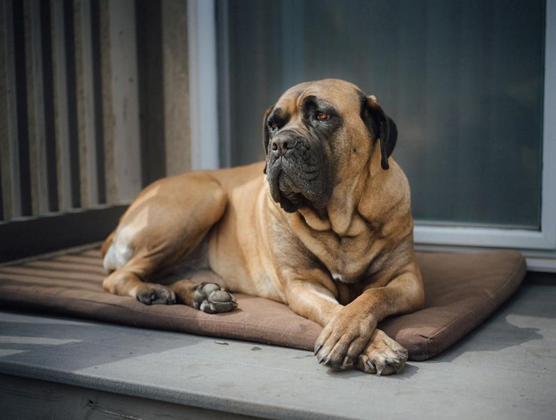 Mastiff