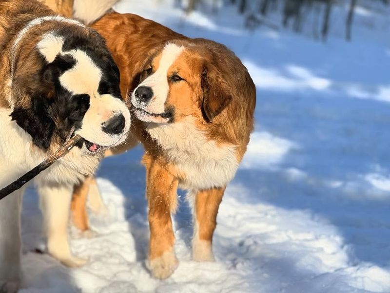 Saint Bernard