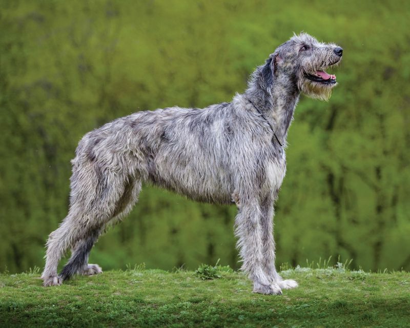 Irish Wolfhound