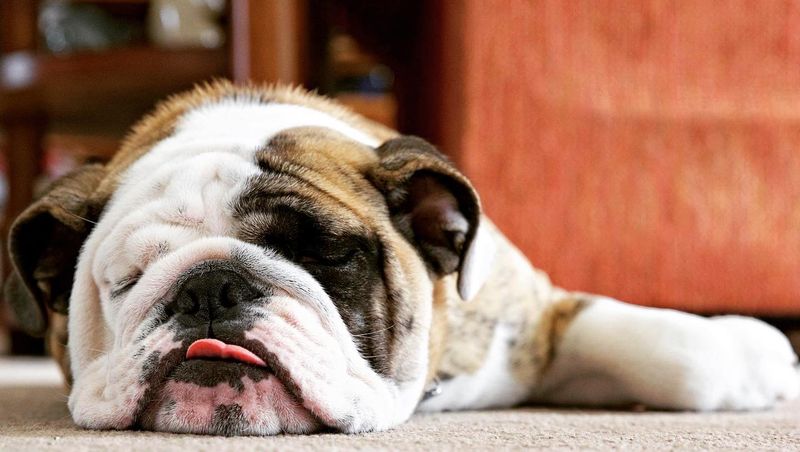 Bulldog