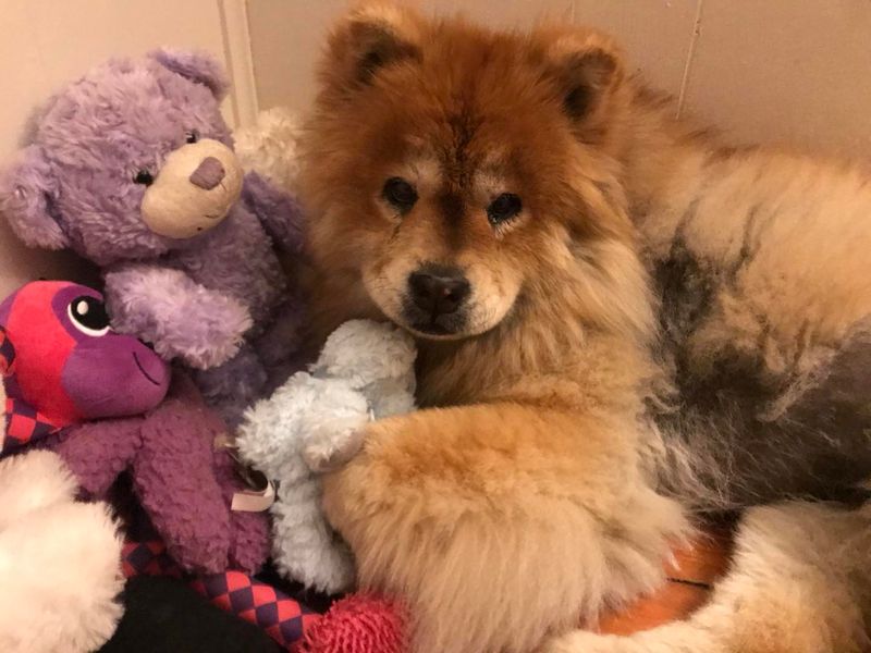 Chow Chow