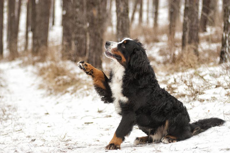 Bernese Mountain Dog