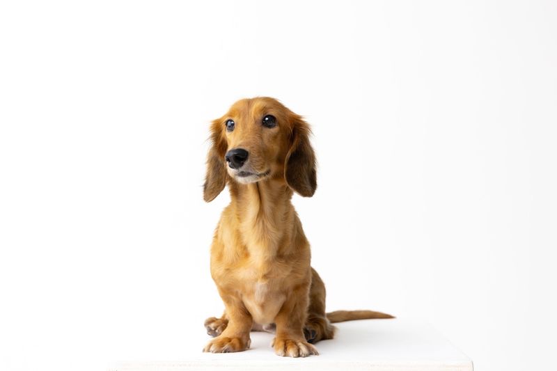 Dachshund