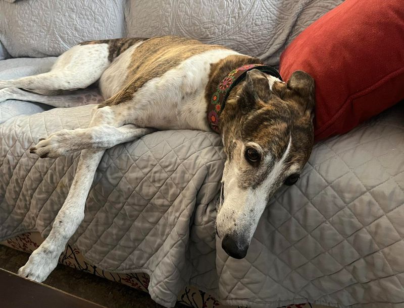 Greyhound