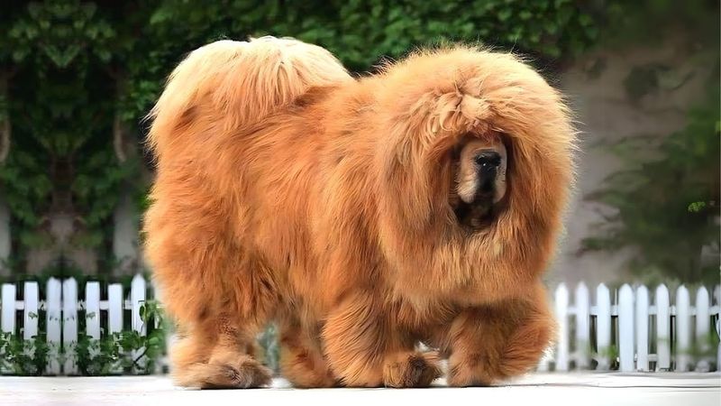 Tibetan Mastiff