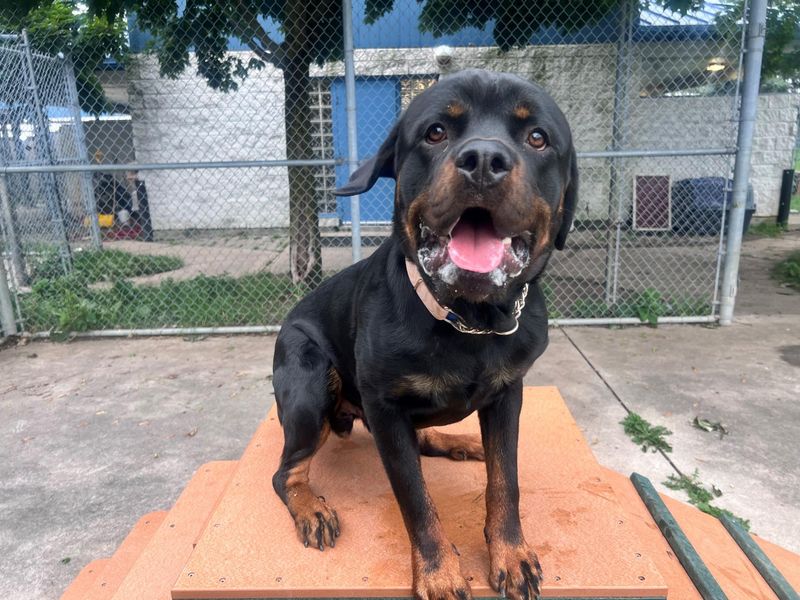 Rottweiler