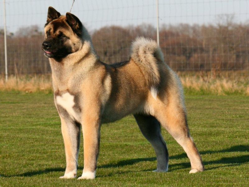 Akita Inu