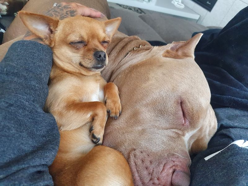 Chihuahua