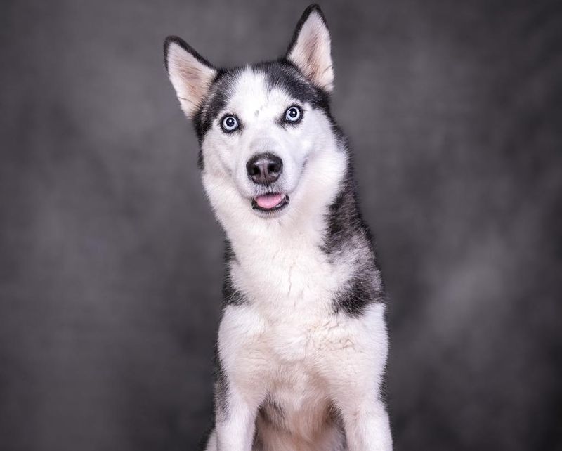 Siberian Husky