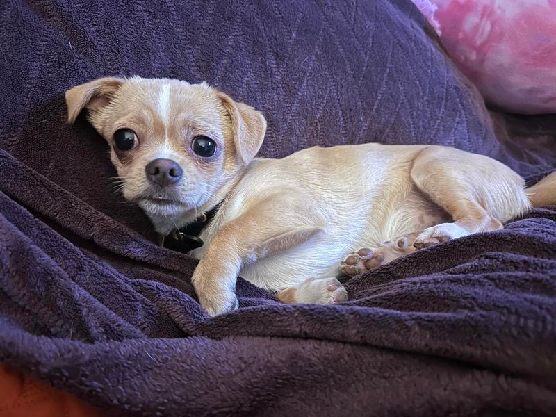 Chihuahua