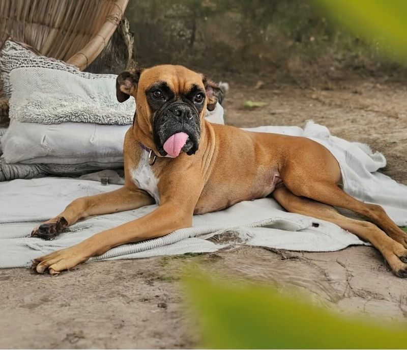 Boxer