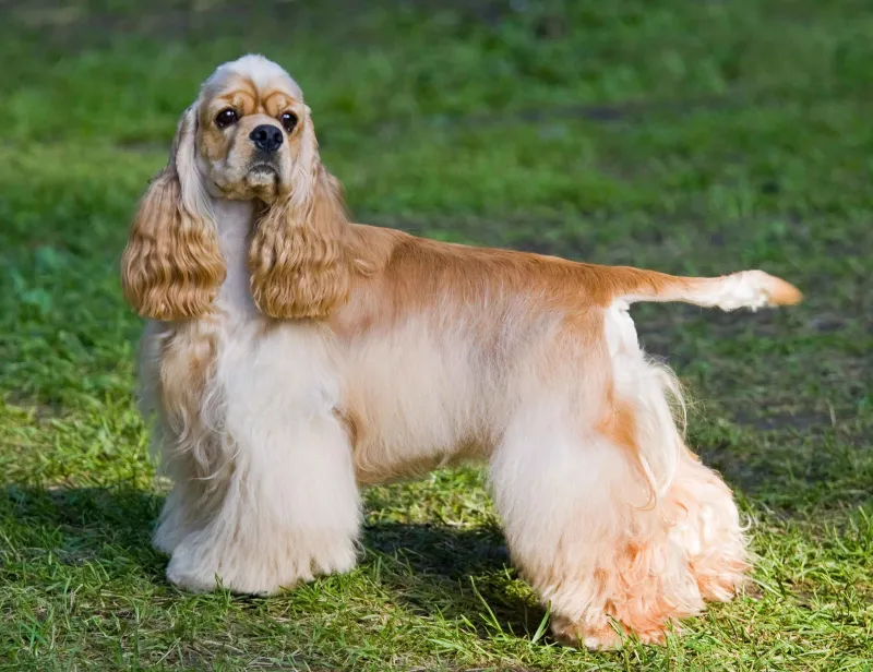 Cocker Spaniel