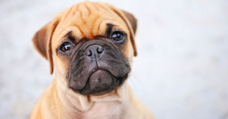 Boxer