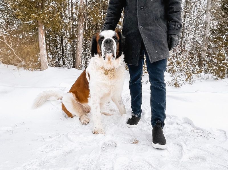 Saint Bernard