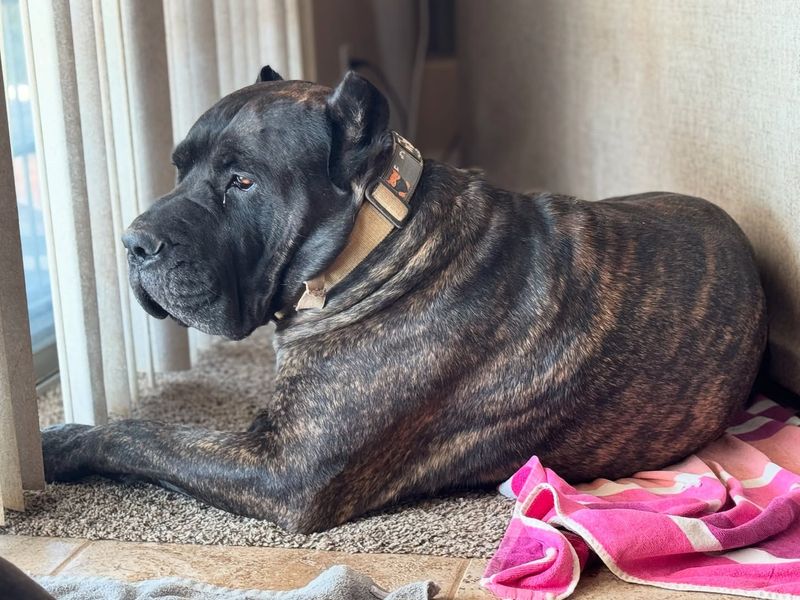 Mastiff