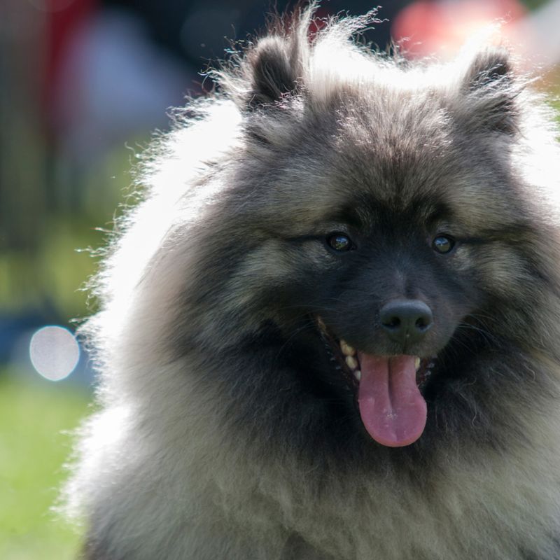 Keeshond