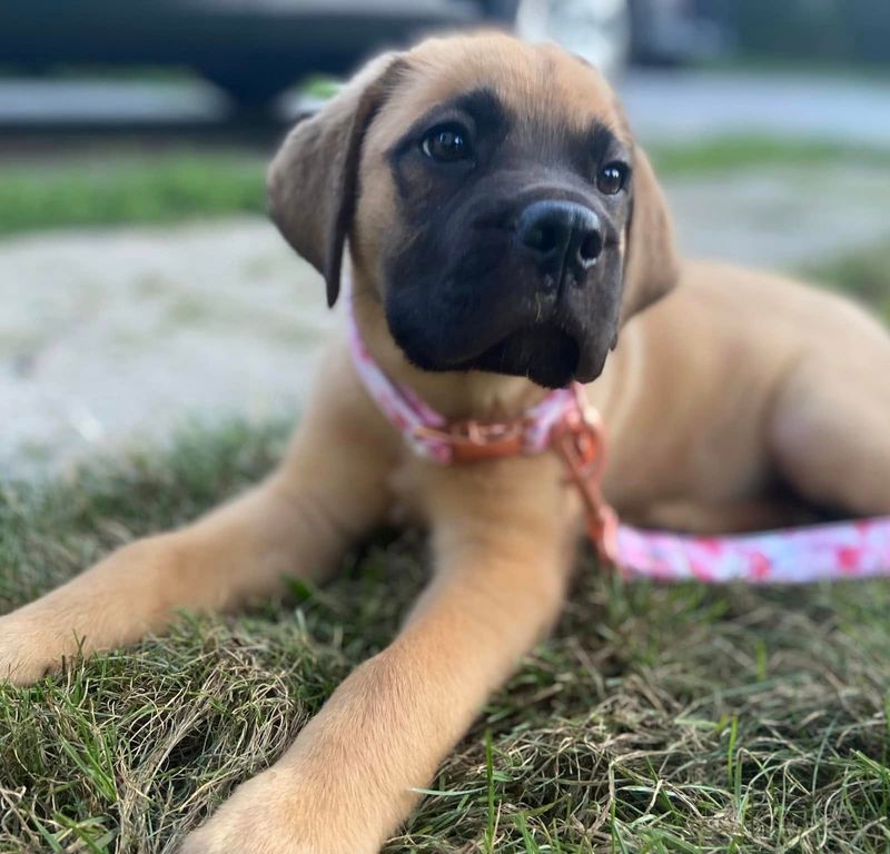 Mastiff