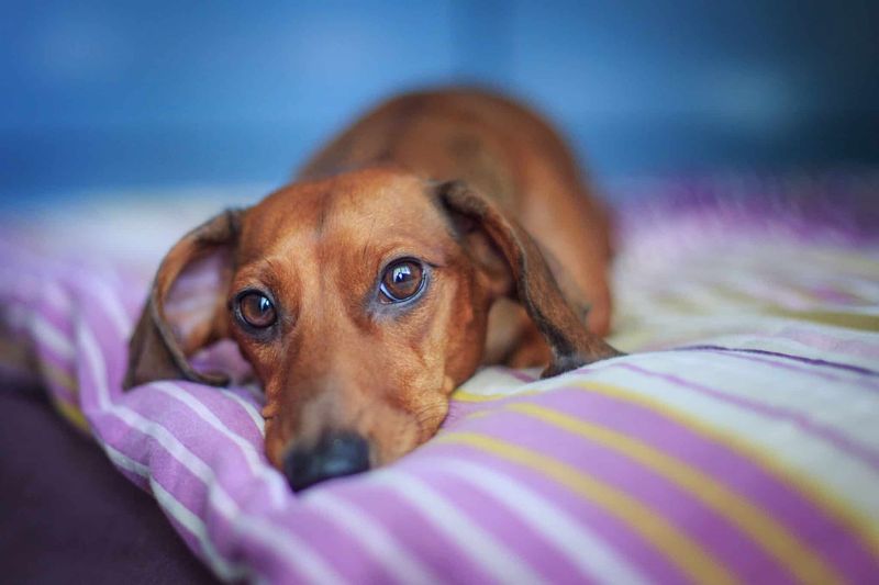 Dachshund